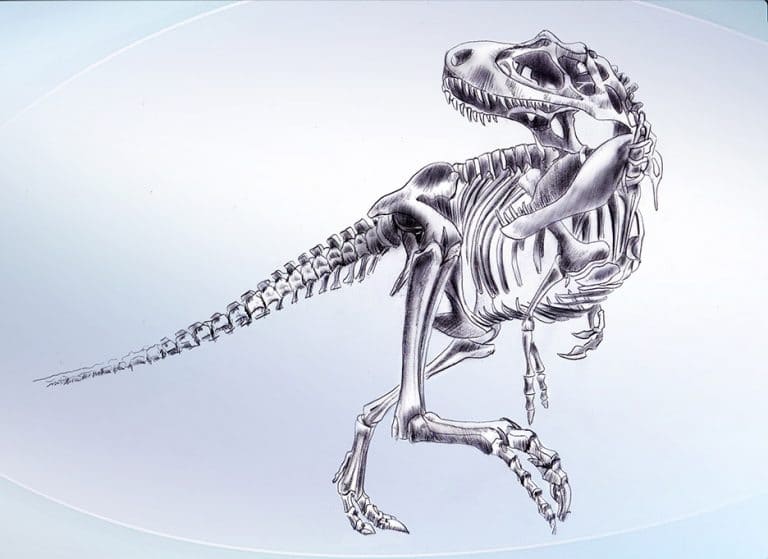 ElephantT-Rex dinosaure