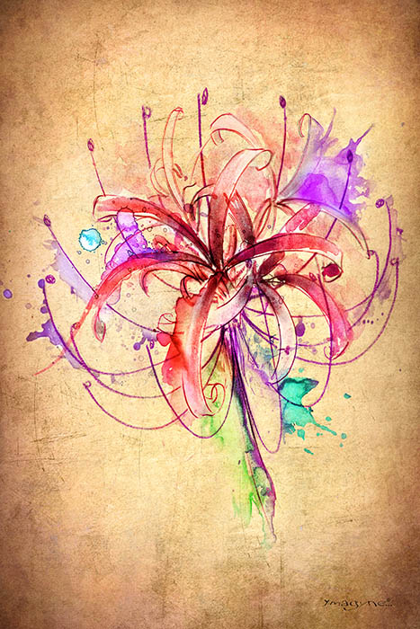 Fleur de Lycoris Dessin réalisé par YmagynFleur de Lycoris Dessin réalisé par Ymagyne à la Cabane à Tattooe à la Cabane à Tattoo